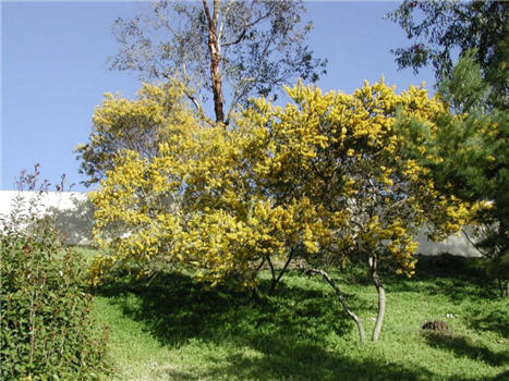 Knife+acacia